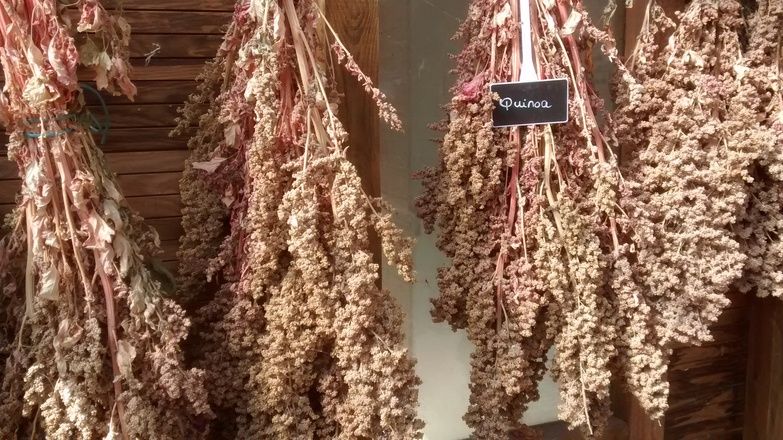 granos de quinoa secando